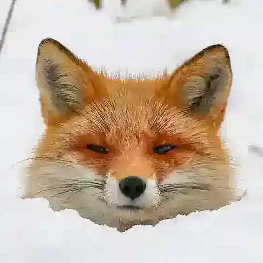 Safari Amistad Profile