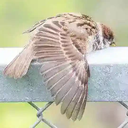 臺灣本土生態分享（各環保、動保、植保、海保寶寶退散 Profile