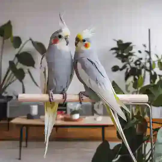 تبني طيور🇸🇦 Profile