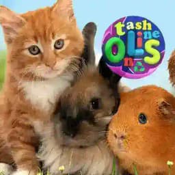 Домашные #Животные, Уй хайвони🐰🐔🐑 Profile