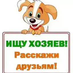 Животные САНКТ-ПЕТЕРБУРГ Profile