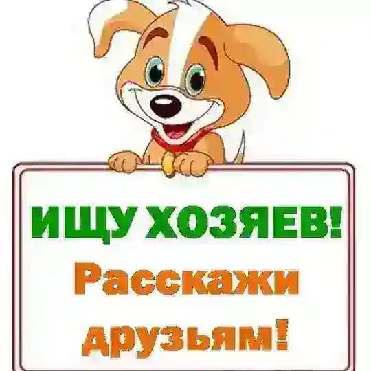 Животные САНКТ-ПЕТЕРБУРГ Profile